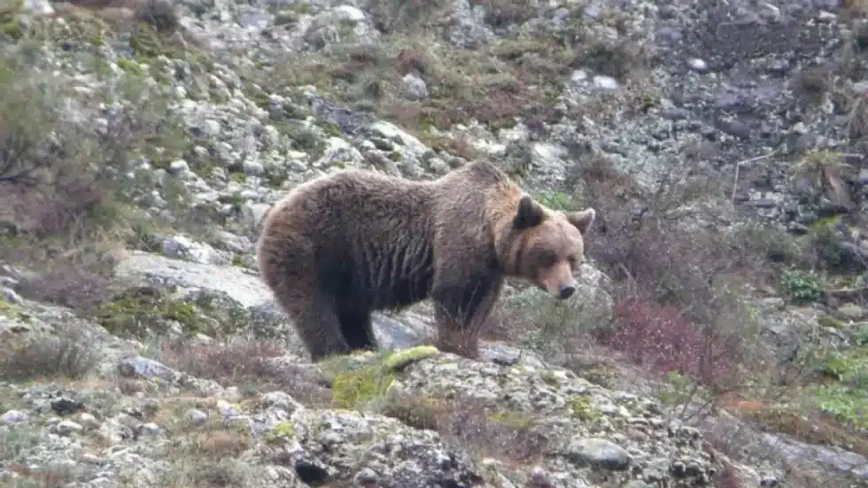 osopardoeuropeo0 980x551