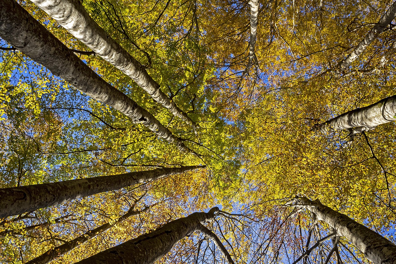 trees, beech, sheets, autumn, grove, beech forest, forest, nature, trunks