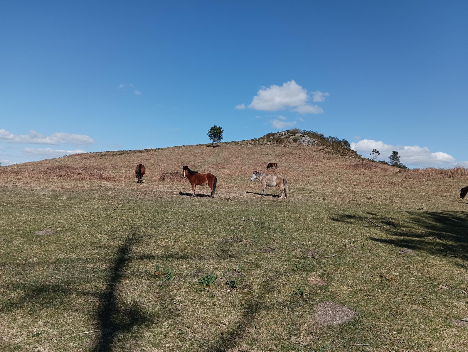 Sabucedo